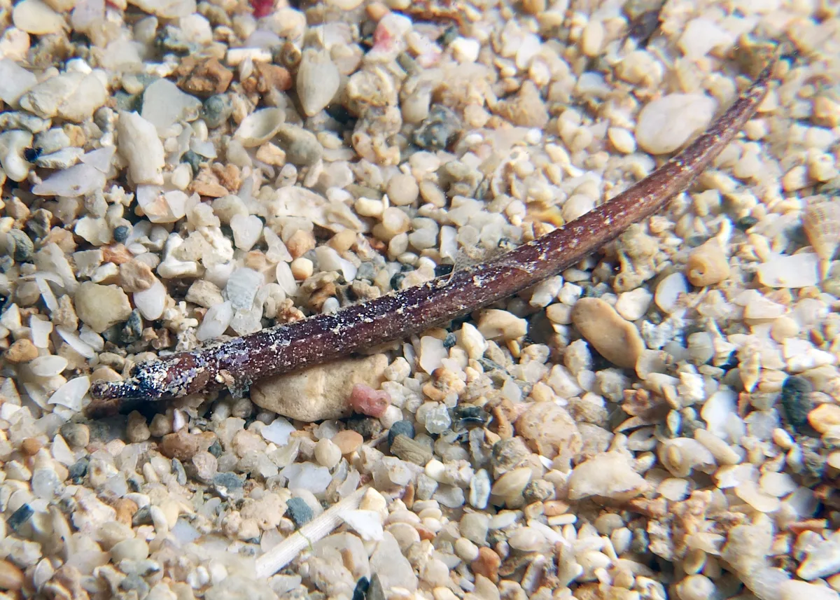 Phoxocampus belcheri - Point Murat, Exmouth, WA, Australia