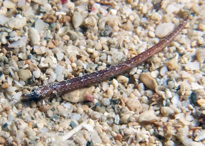 Phoxocampus belcheri - Point Murat, Exmouth, WA, Australia