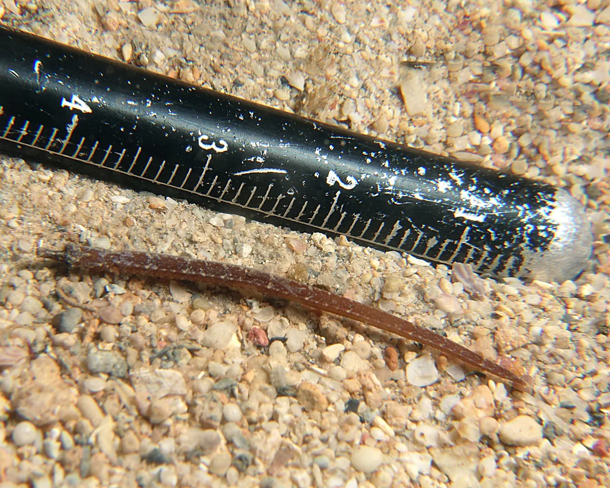 Phoxocampus belcheri - Point Murat, Exmouth, WA, Australia