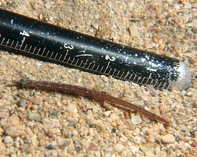 Phoxocampus belcheri - Point Murat, Exmouth, WA, Australia