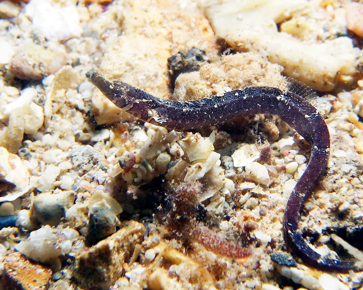 Phoxocampus belcheri - Point Murat, Exmouth, WA, Australia