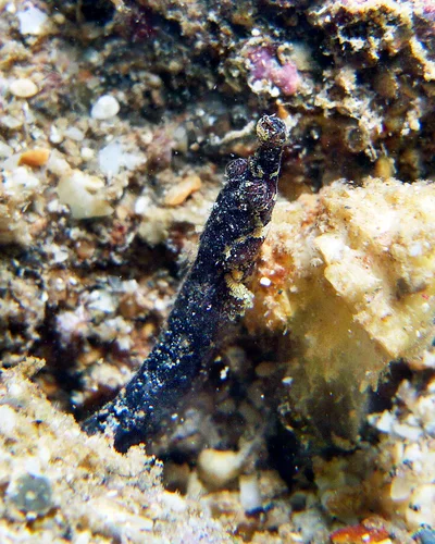 Phoxocampus belcheri - Point Murat, Exmouth, WA, Australia