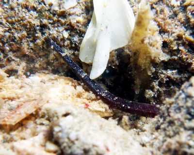 Phoxocampus belcheri - Point Murat, Exmouth, WA, Australia
