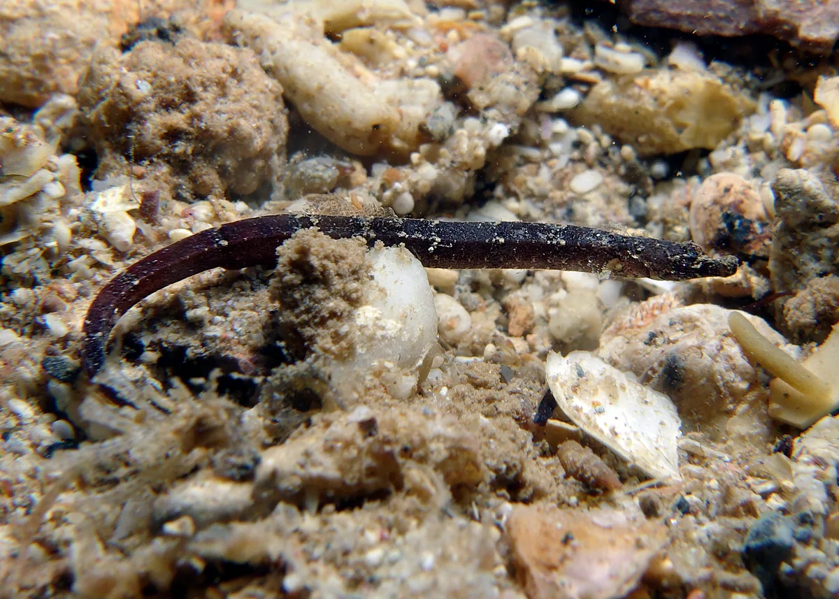 Phoxocampus belcheri - Point Murat, Exmouth, WA, Australia