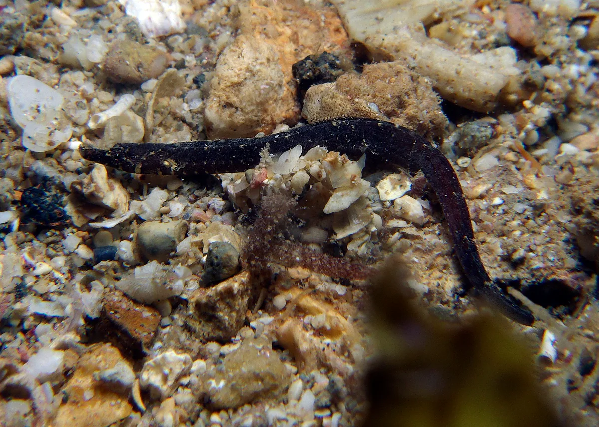 Phoxocampus belcheri - Point Murat, Exmouth, WA, Australia