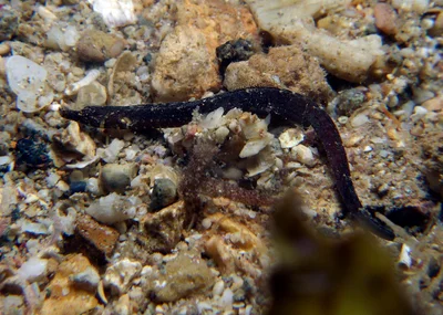 Phoxocampus belcheri - Point Murat, Exmouth, WA, Australia