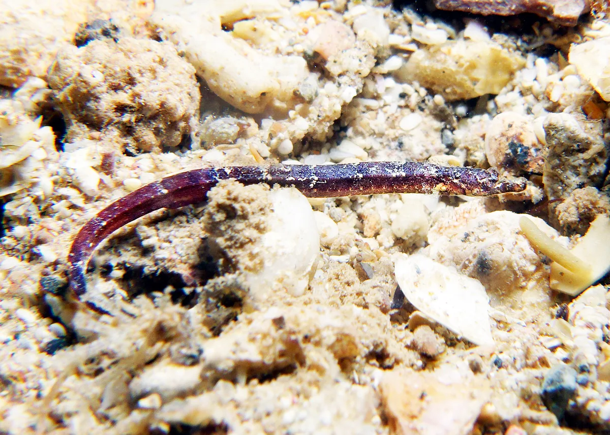 Phoxocampus belcheri - Point Murat, Exmouth, WA, Australia