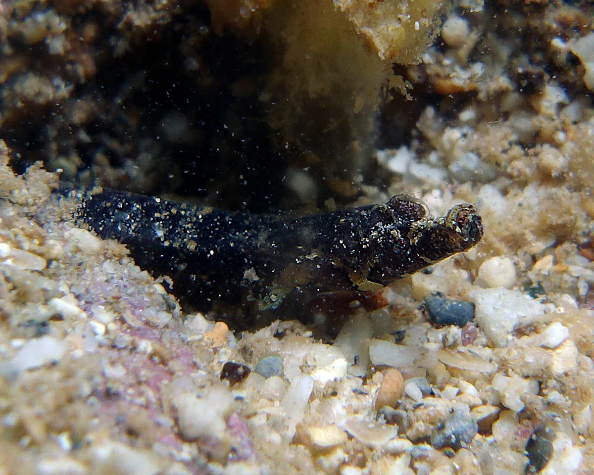 Phoxocampus belcheri - Point Murat, Exmouth, WA, Australia