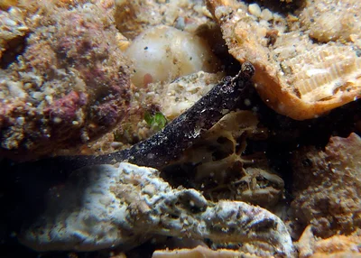 Phoxocampus belcheri - Point Murat, Exmouth, WA, Australia