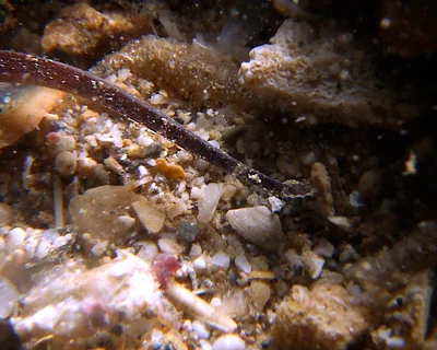 Phoxocampus belcheri - Point Murat, Exmouth, WA, Australia