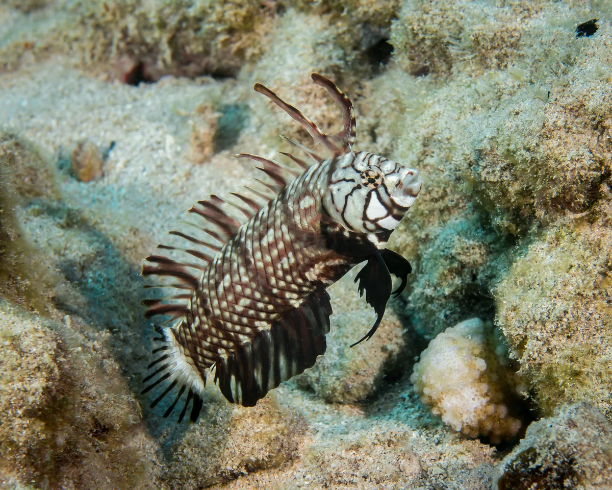 Rockmover wrasse (Novaculichthys taeniourus)