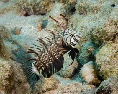 Rockmover wrasse (Novaculichthys taeniourus)