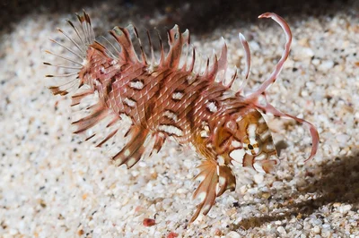 Rockmover wrasse, juvenile - Novaculichthys taeniourus