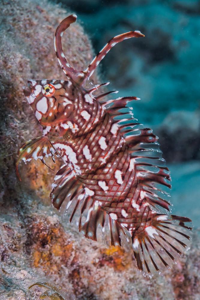 Rockmover wrasse, juvenile - Novaculichthys taeniourus