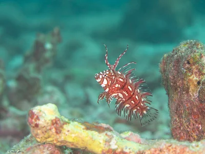 Rockmover Wrasse - Novaculichthys taeniourus