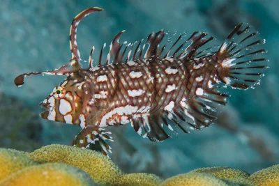 Rockmover wrasse, juvenile - Novaculichthys taeniourus