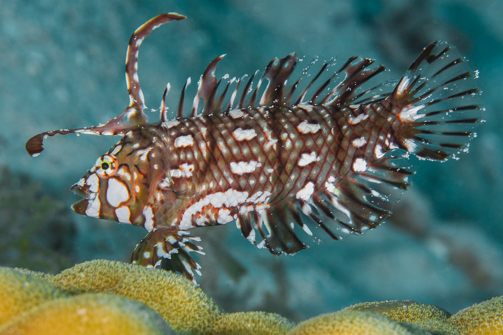 Rockmover wrasse, juvenile - Novaculichthys taeniourus