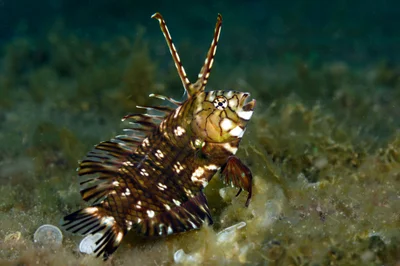 Rockmover Wrasse  - Novaculichthys taeniourus
