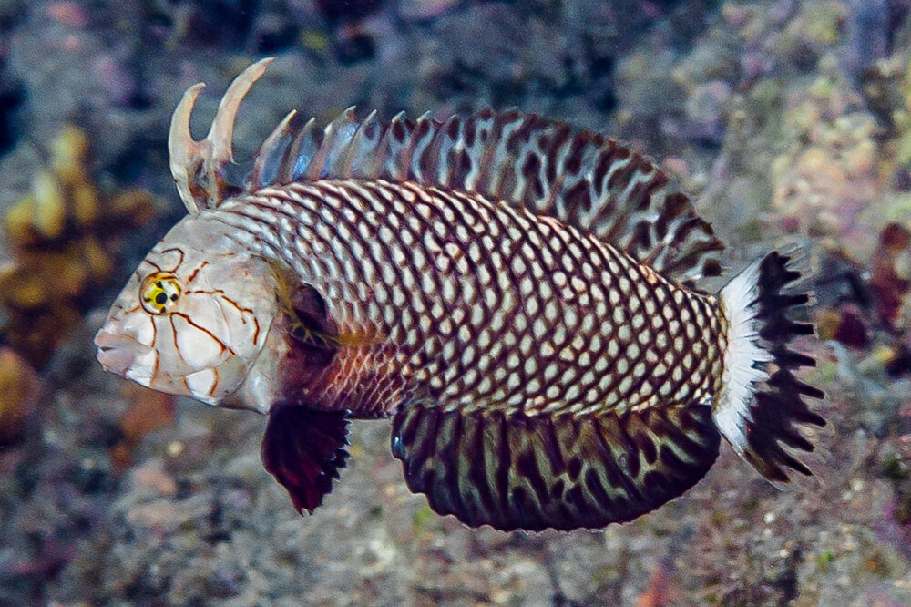 Rockmover wrasse, initial phase - Novaculichthys taeniourus