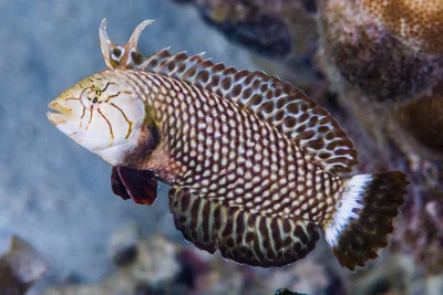 Rockmover wrasse, initial phase - Novaculichthys taeniourus