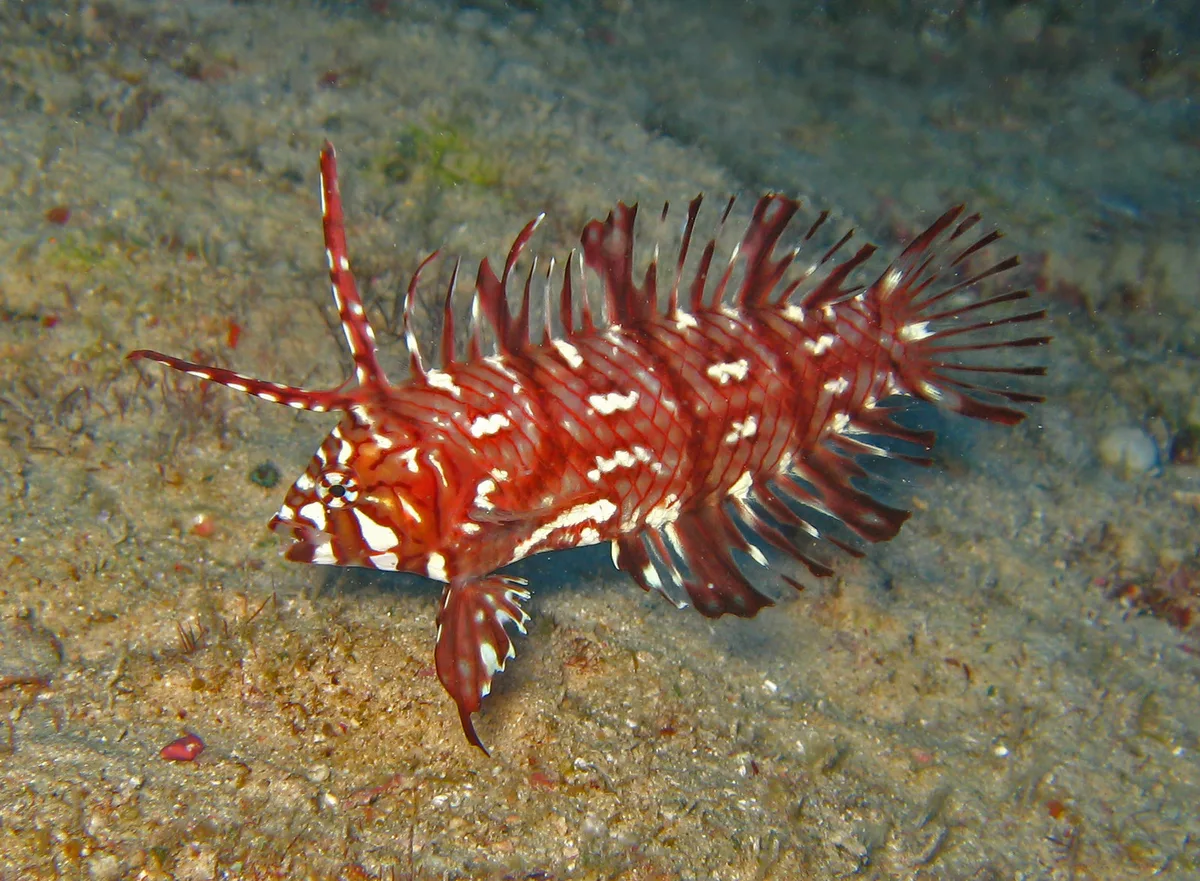 Juvenile Rockmover Wrasse (Novaculichthys taeniourus)