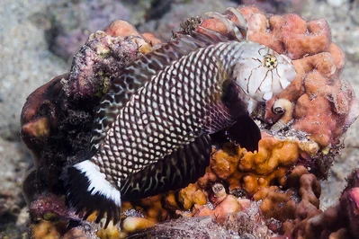 Rockmover wrasse, initial phase - Novaculichthys taeniourus