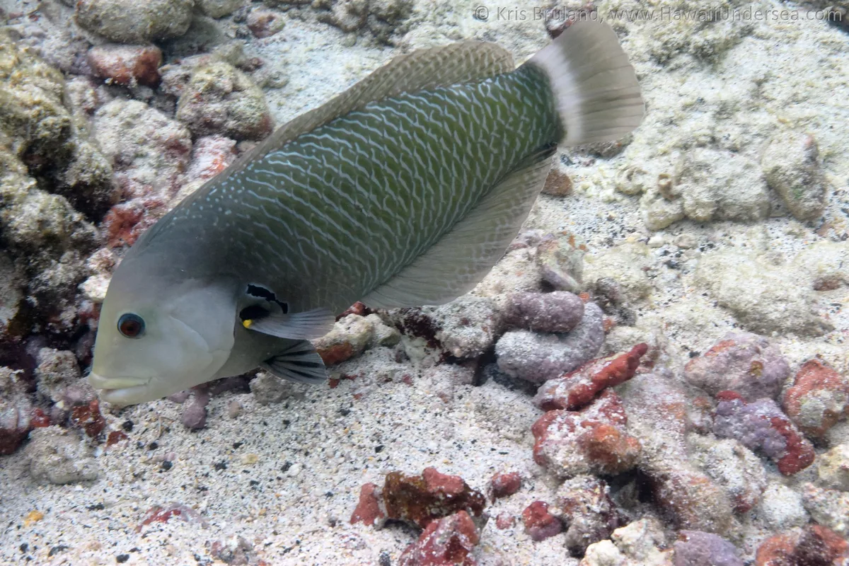rock mover wrasse: Novaculichthys taeniourus