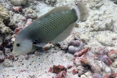 rock mover wrasse: Novaculichthys taeniourus