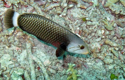 Rockmover Wrasse (Novaculichthys taeniourus)