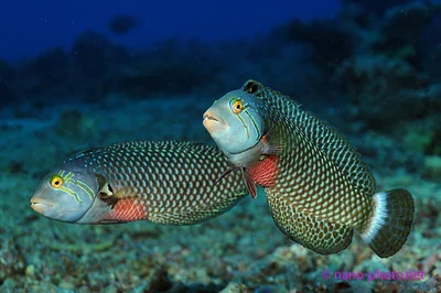 lábrido-Novaculichthys taeniourus-142sipadan