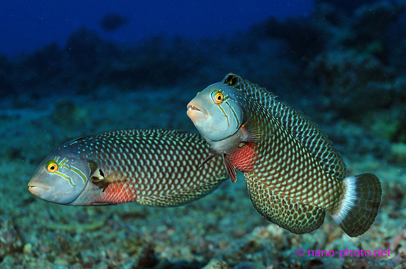 lábrido-Novaculichthys taeniourus-142sipadan