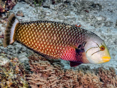 Rockmover wrasse, terminal phase - Novaculichthys taeniourus