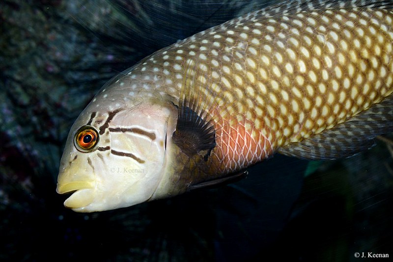Dragon Wrasse - Novaculichthys taeniourus