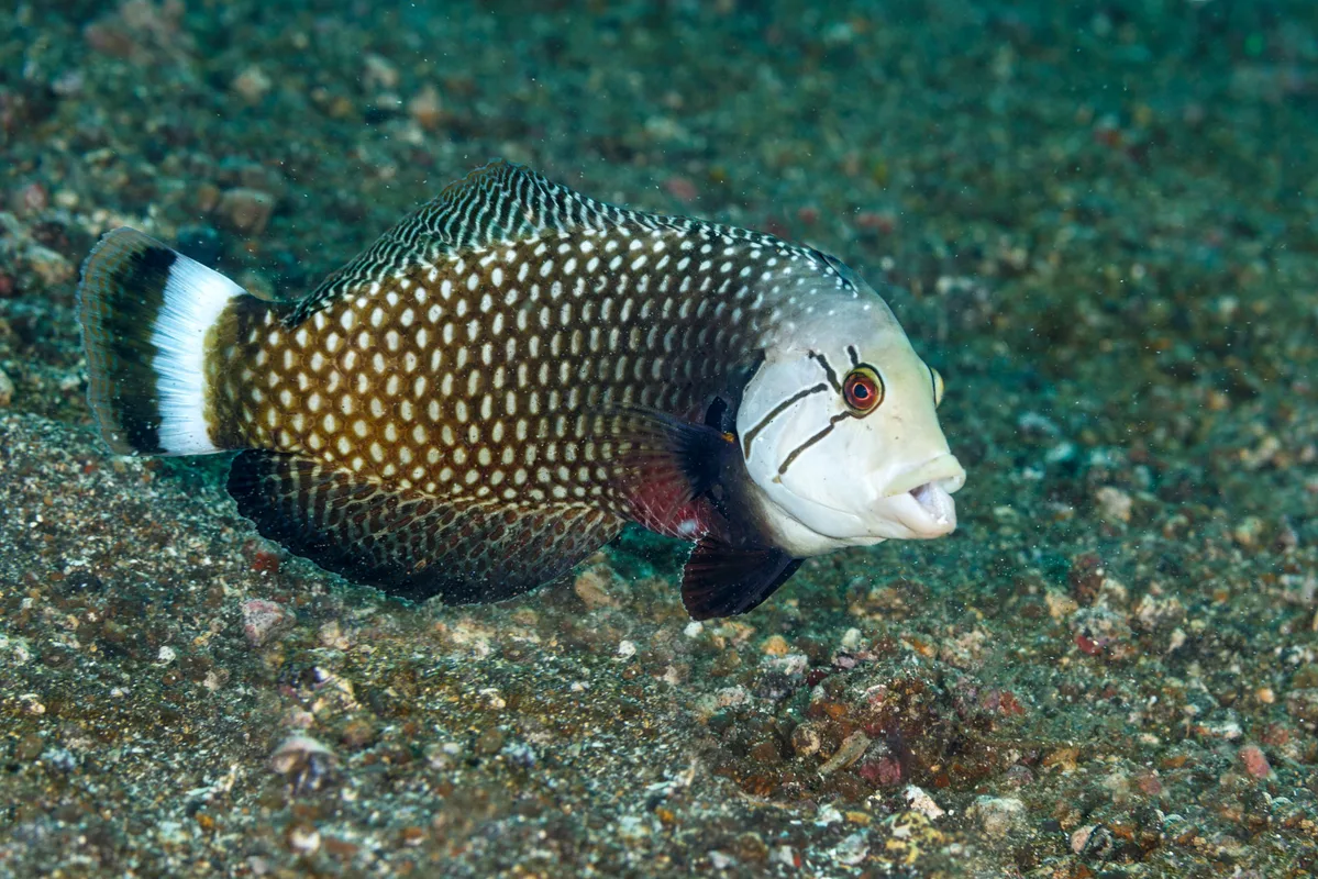 Rockmover Wrasse - Novaculichthys taeniourus