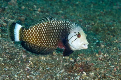 Rockmover Wrasse - Novaculichthys taeniourus