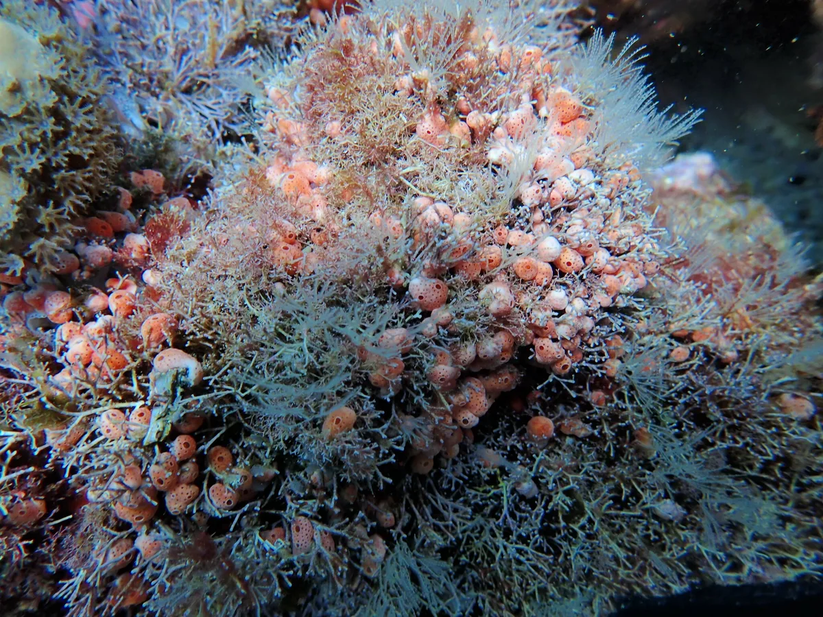 Didemnum rodriguesi - Ilha Escalvada, Brasil