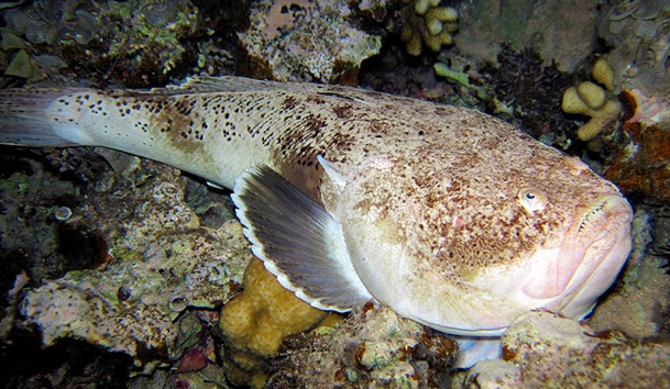 Rosette-Spotted Stargazer
