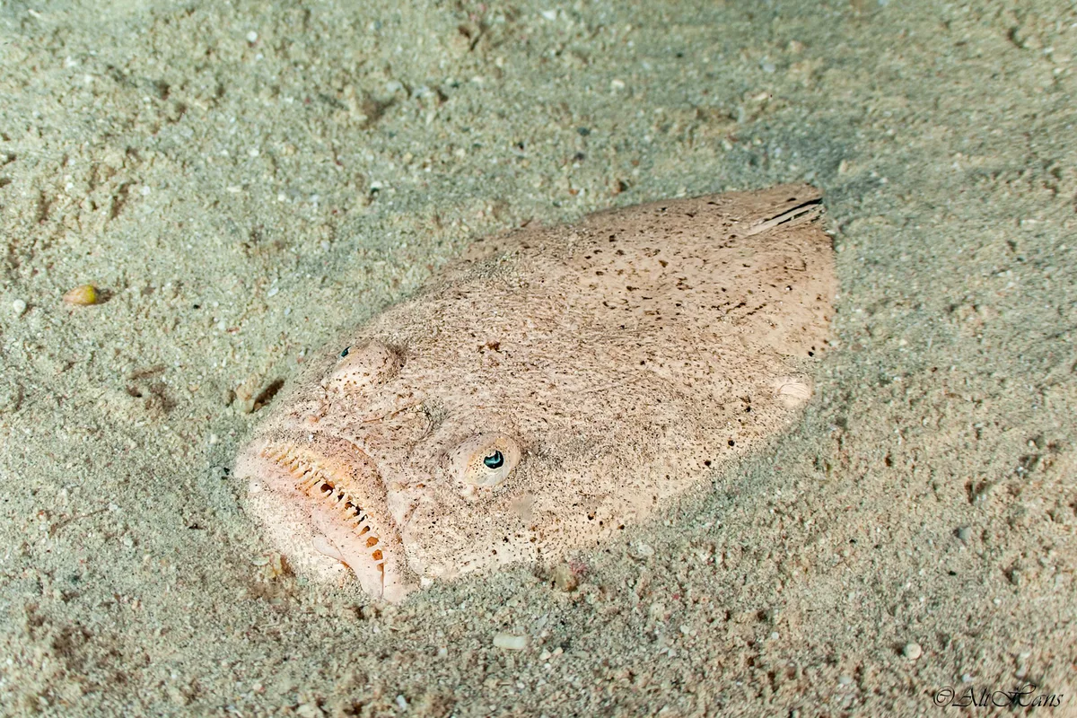Uranoscopus rosette - مرسى علم, مرسى شجرة، Marsa Alam, Red Sea Governorate 1926030, Ägypten