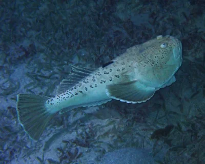 Uranoscopus rosette - Dibab, Red Sea, EG
