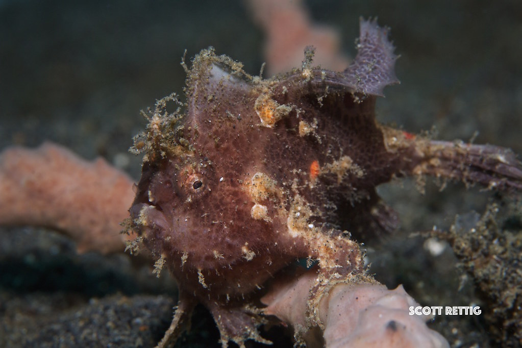 Antennatus rosaceus