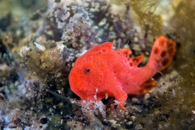 Spiny-tufted Frogfish - Antennatus rosaceus