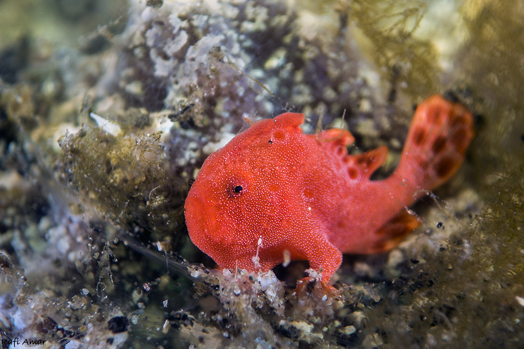 Spiny-tufted Frogfish - Antennatus rosaceus