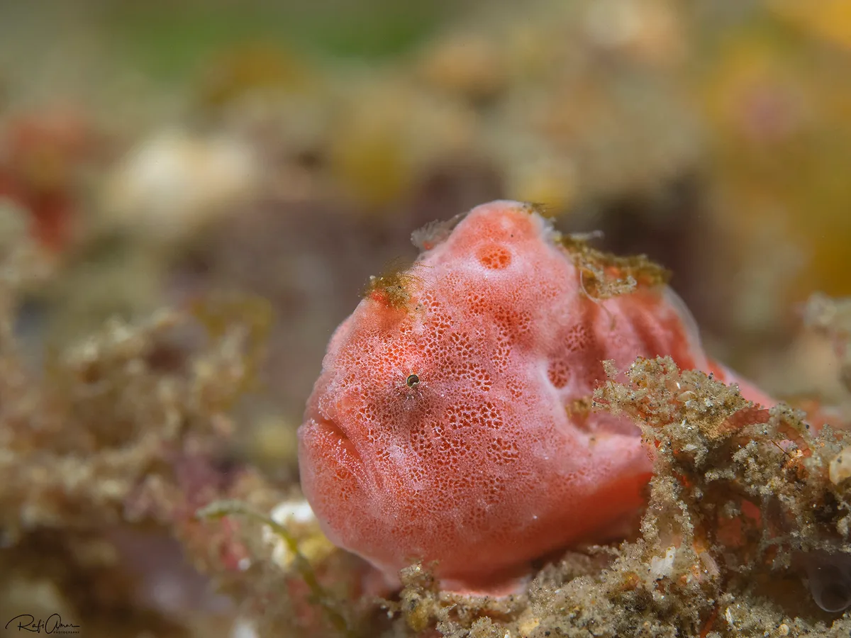 Rosy Anglerfish - Antennatus rosaceus