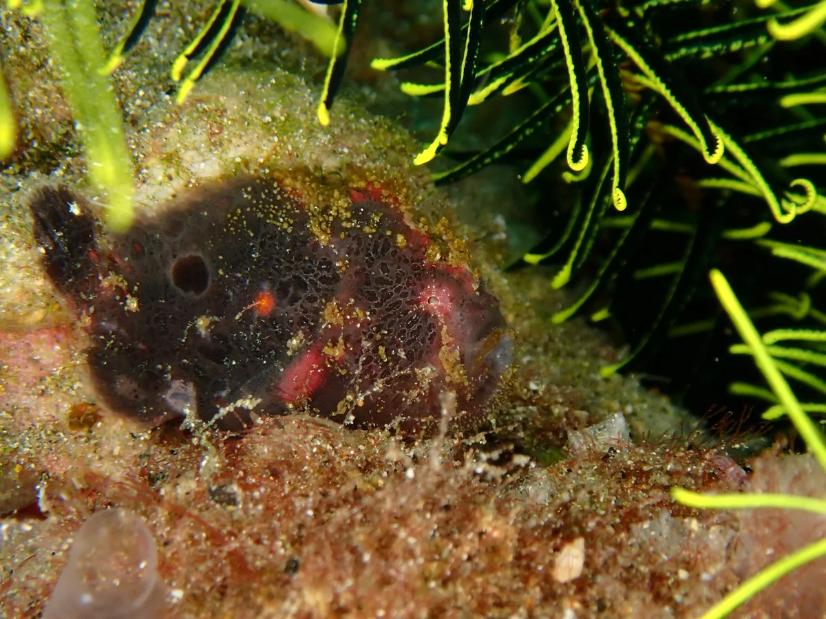 Abantennarius rosaceus - Casa Escondida Anilao Resort & Dive Center, Mabini, Batangas, Philippines