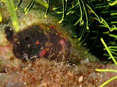 Abantennarius rosaceus - Casa Escondida Anilao Resort & Dive Center, Mabini, Batangas, Philippines
