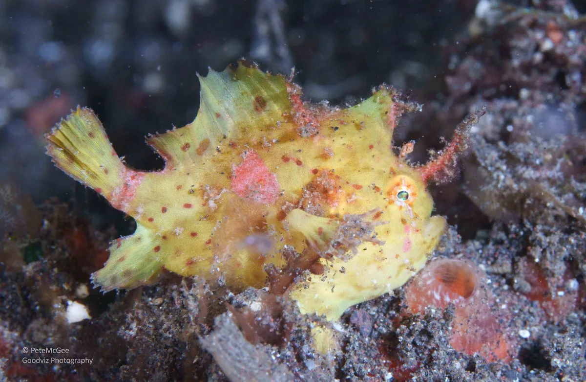 Abantennarius rosaceus - Tulamben, Kubu, Karangasem Regency, Bali, Indonesia