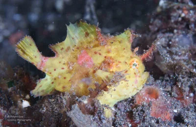 Abantennarius rosaceus - Tulamben, Kubu, Karangasem Regency, Bali, Indonesia