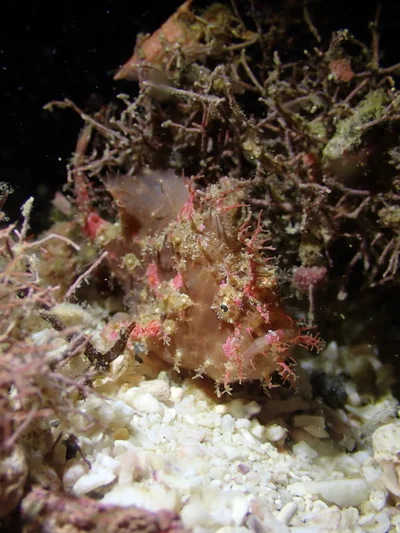 Abantennarius rosaceus - Komodo, ID-NT-MB, ID-NT, ID