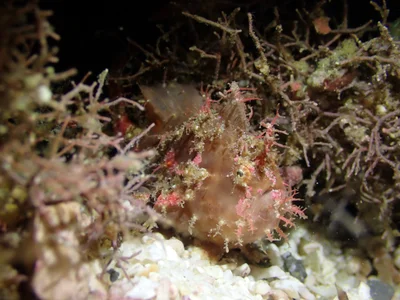 Abantennarius rosaceus - Komodo, ID-NT-MB, ID-NT, ID