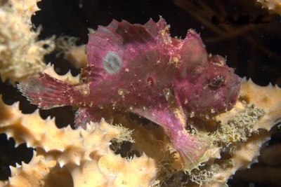 Abantennarius rosaceus - Coron, PH-PL, PH
